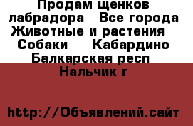 Продам щенков лабрадора - Все города Животные и растения » Собаки   . Кабардино-Балкарская респ.,Нальчик г.